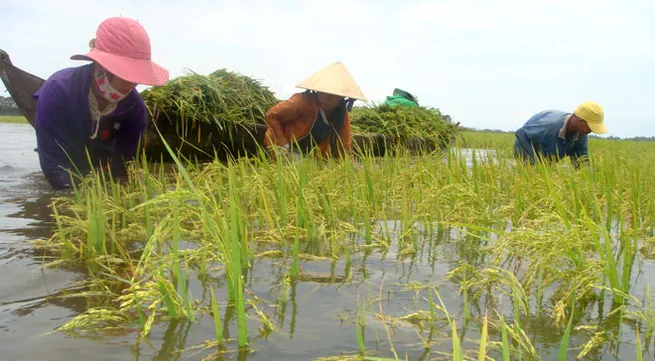 Natural disasters affect aquaculture sector