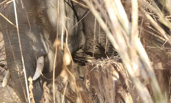 Vietnam's efforts in protecting elephants