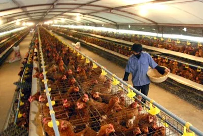 Processed chicken exports to Japan