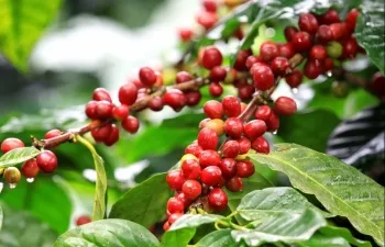 Drip irrigation for coffee proves effective