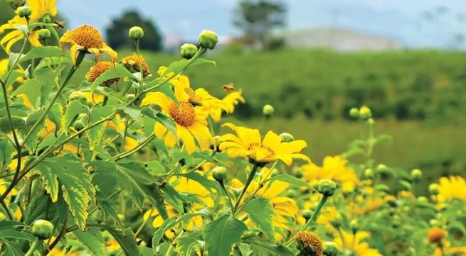 Wild sunflower festival kicks off in Gia Lai