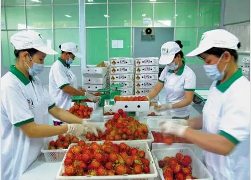 Export of fruits and vegetables to exceed 3 billion USD