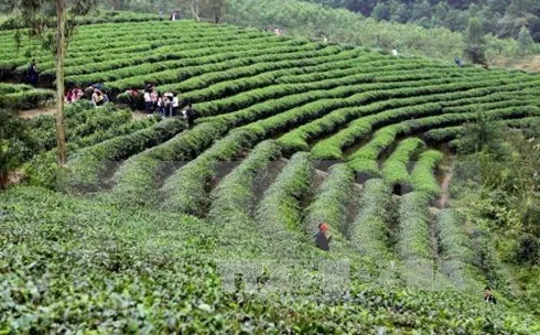 Vietnamese tea seeks to enter choosy markets