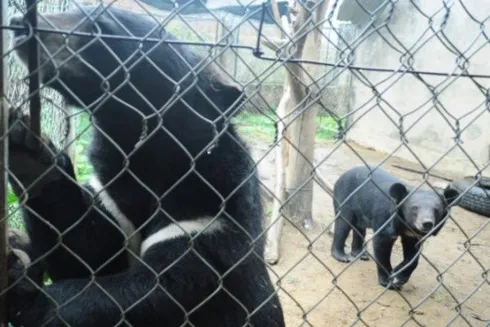 Vietnam works to end bear bile farming