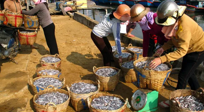 Fishermen enjoy good anchovy catch