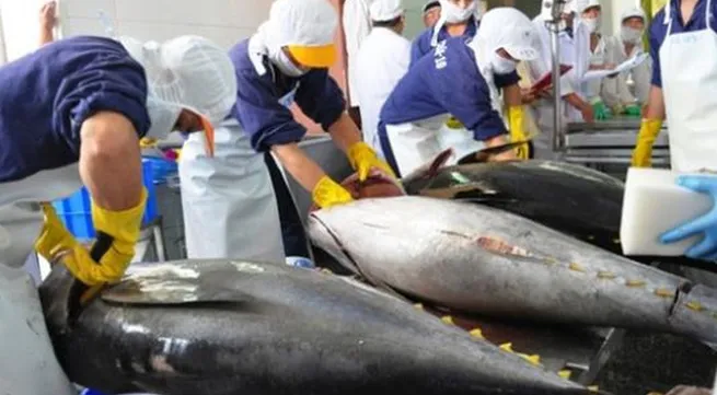 Tuna exports experience strong boom