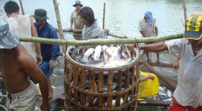 New barriers for vietnamese catfish exports