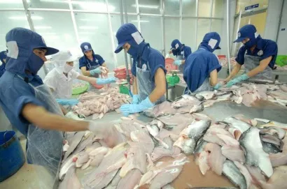 Vietnam to make breakthrough in tra fish export