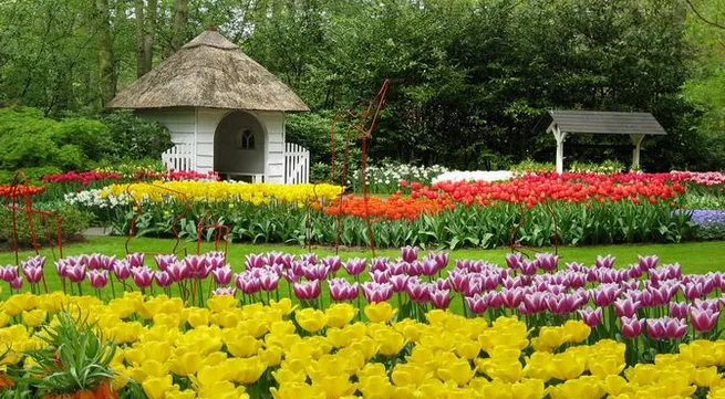 Dalat’s dried flowers
