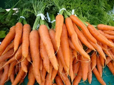 Vietnam exports carrots to Malaysia