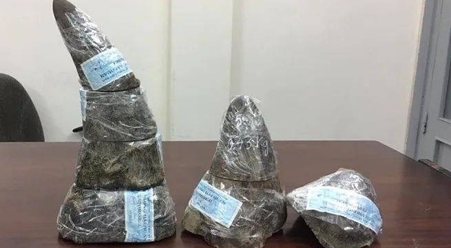 Rhino horn seized in Tan Son Nhat airpot