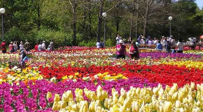 Flamboyant flowers paint Dalat violet