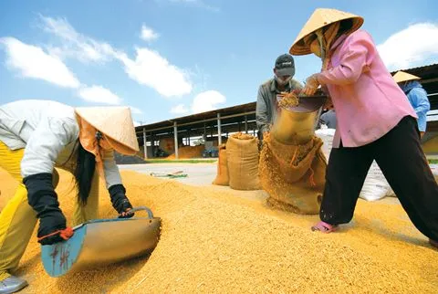 Vietnamese rice exports to China face difficulties