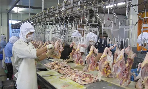 Vietnamese chickens to reach more markets