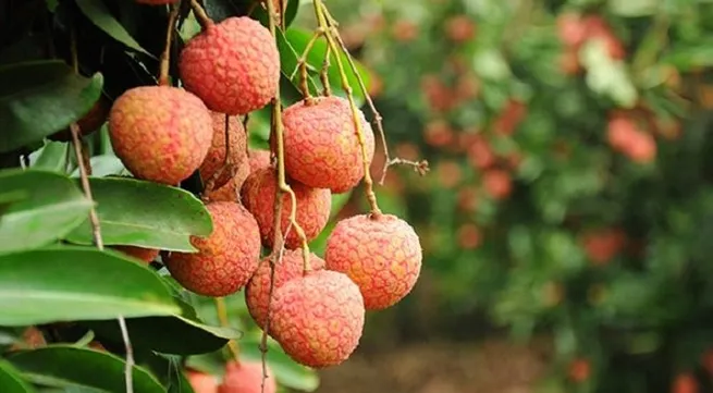 First batch of lychee exported to Thailand