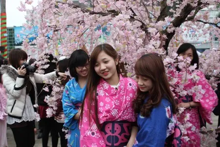 Japanese cherry blossoms displayed in Hanoi