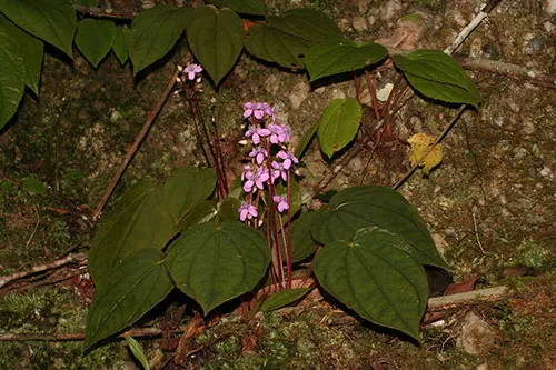 New plant species discovered in Vietnam