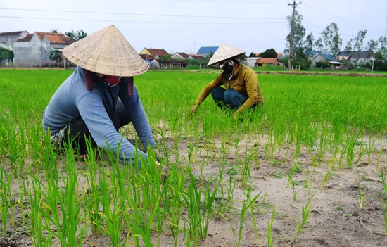 Sustainable rice to reduce gas emissions