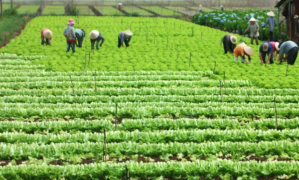 Hailstorms and tornadoes hit Lam Dong agriculture