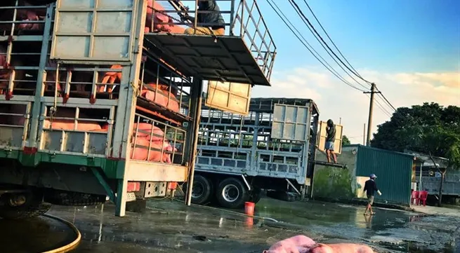 Pigs to the market