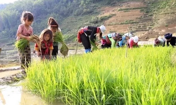 More than 1.75m Vietnamese kids are child labourers: ministry