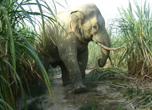 First elephant pregnant in half-wild environment