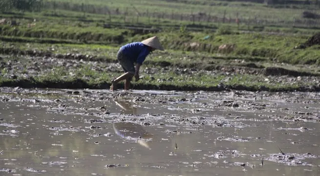 Quảng Trị gets seeds from governmental flood relief