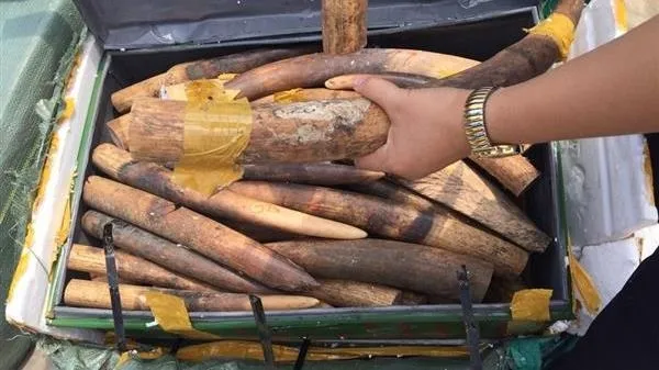 More than 300 kilograms of ivory seized at Noi Bai Airport