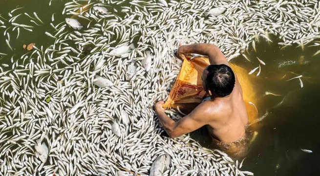 Fish stop dying at West Lake