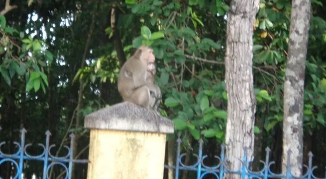 Tây Ninh moving wild monkeys to national park