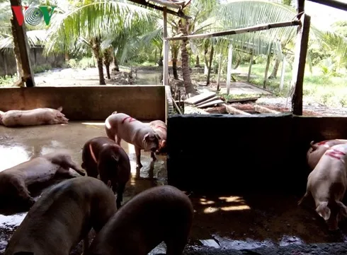 Abattoir pollutes Tiền Giang