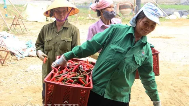Thanh Hoá residents stung by high chilli prices