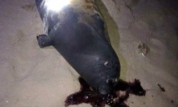 Seal found dead in Bình Thuận Province