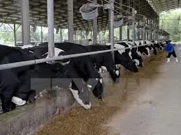 Dairy farmers to receive low-interest loans