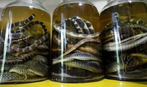 Russian man dodges jail time thanks to fake Vietnamese cobra wine