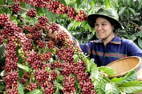 Việt Nam’s coffee price highest in six years