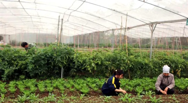 VN needs legal framework for organic farms