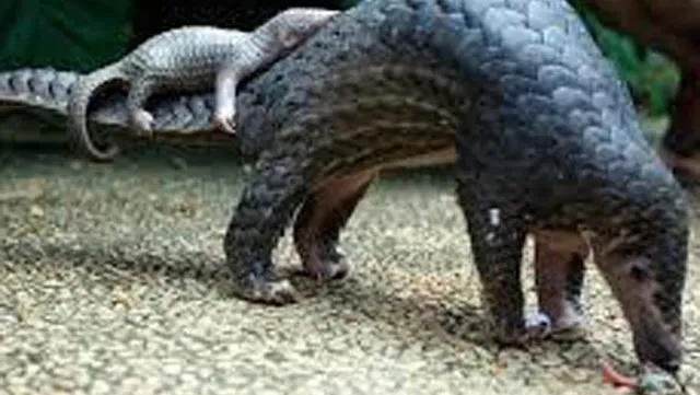 Smuggled pangolin scales discovered at Nội Bài airport