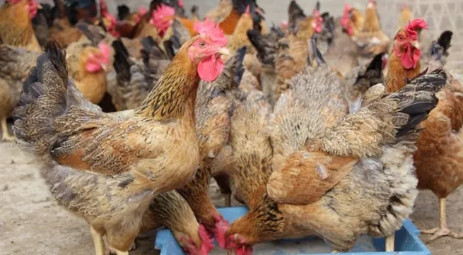 Việt Nam’s animal feed imports up sharply