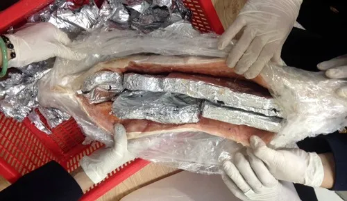 Airport officials find wildlife parts hidden in salmon, milk cartons