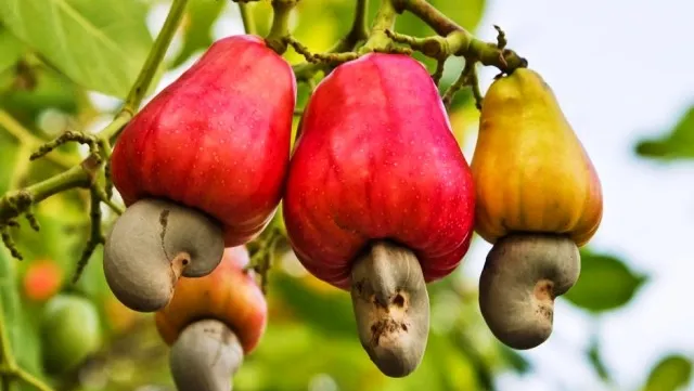 Cashew production forecast to drop nearly 20 per cent in 2017