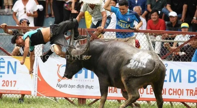 Đồ Sơn fest stopped as buffalo kills owner