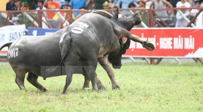 Buffalo that killed owner not injected with stimulant