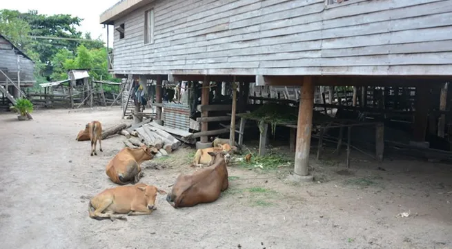 450 cows contract foot-and-mouth disease in Gia Lai