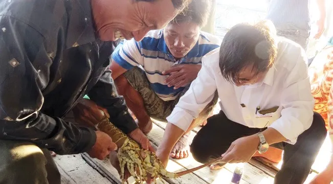 Lobster farmers march onward despite difficulty