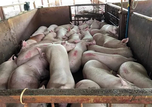 Nearly 4,000 pigs injected with sedative found in HCM City