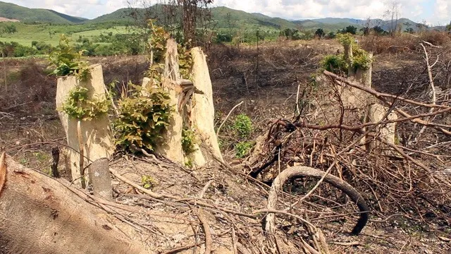Natural forests under Flitch project being destroyed