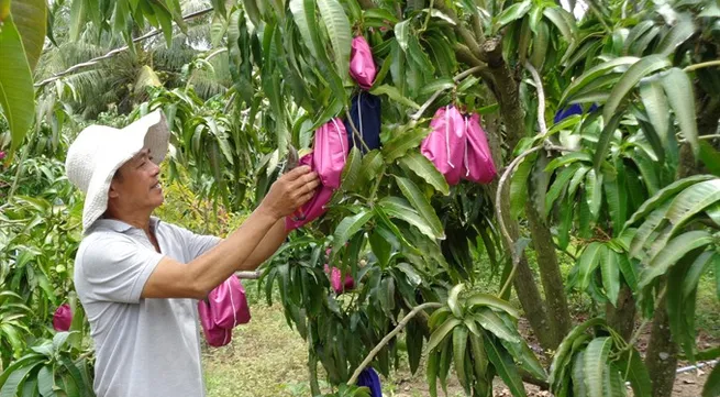 Farmers shift to more resilient crops in the Delta