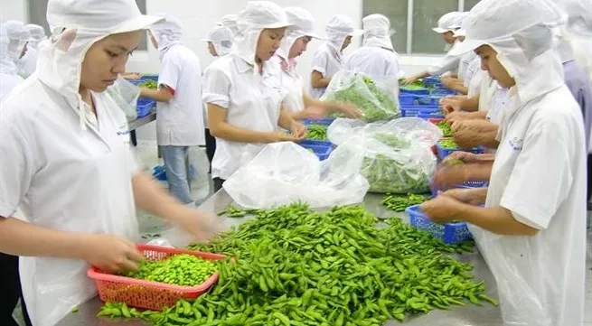 Farmers emulate high-quality Japanese fruit