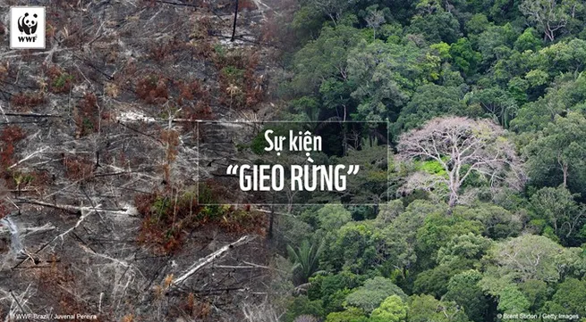 Forest plantation exhibition opens in HCM City